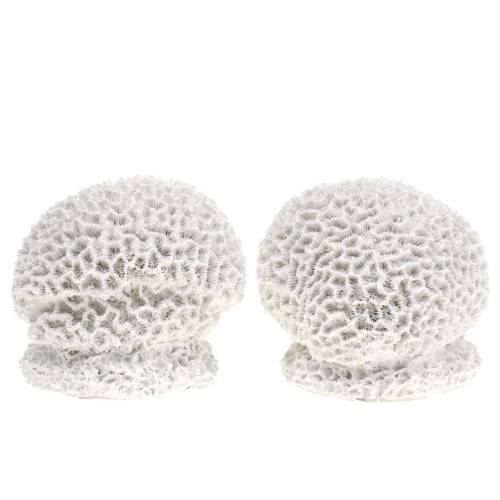 Floristik24 Maritime Deco Coral Plâtre Blanc Ø10cm 2pcs