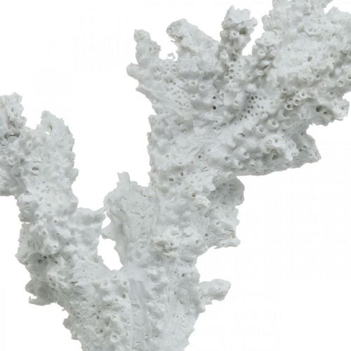 Floristik24 Décoration maritime corail blanc décoration artificielle stand 11×12cm