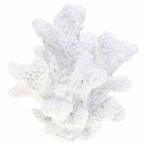 Floristik24 Coral plâtre blanc H11cm 2pcs