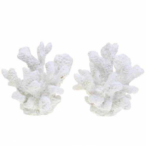 Floristik24 Coral plâtre blanc H11cm 2pcs