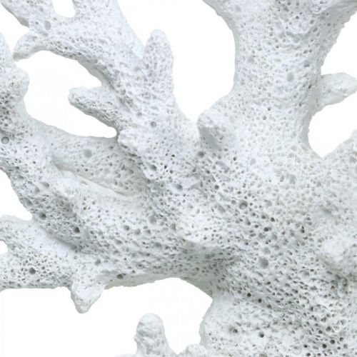 Floristik24 Décoration maritime blanc corail décoration d'été 14.5×14.5cm