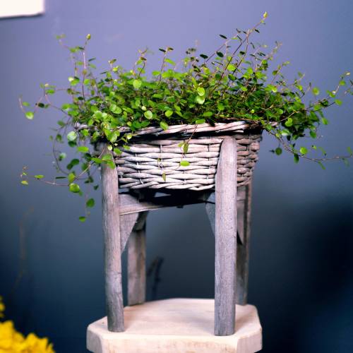Floristik24 Bol en osier avec support en bois gris, blanc lavé Ø40cm