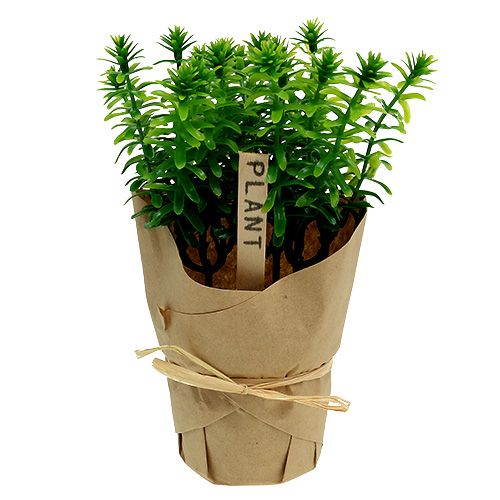 Floristik24 Herbes en pot 16cm vert