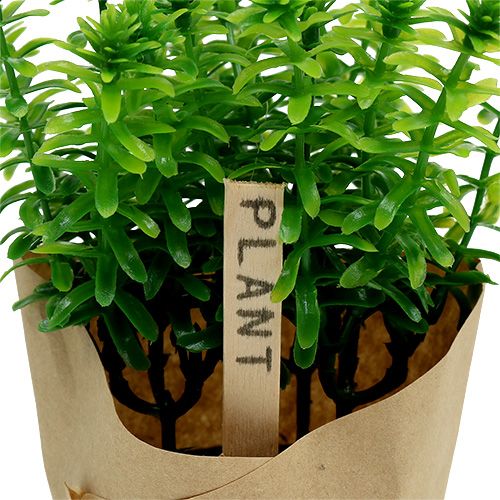Floristik24 Herbes en pot 16cm vert