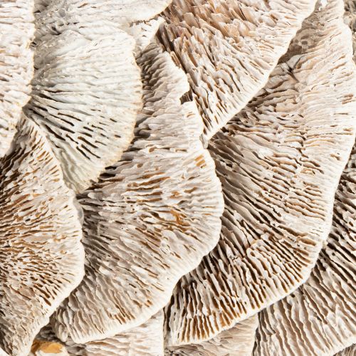 Couronne en champignon naturel blanchi avec support en fibre 37 cm pour décoration intérieure | Floristik24.fr