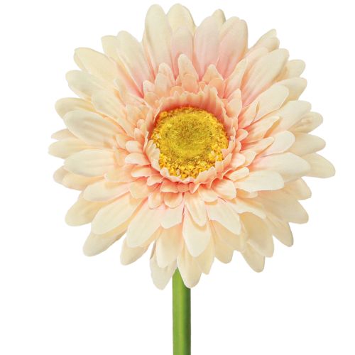 Fleurs artificielles Gerbera Abricot 47cm