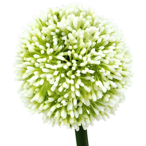 Floristik24 Allium artificiel blanc Ø 10 cm L. 65 cm