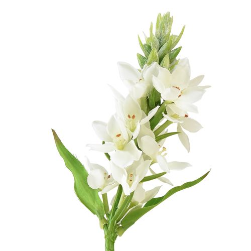 Floristik24 Fleur artificielle étoile de lait blanche 50cm