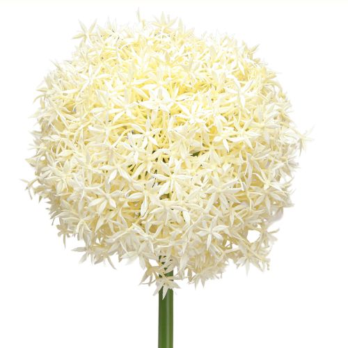 Article Oignon Ornemental Allium Artificiel Blanc Crème Ø18cm L90cm