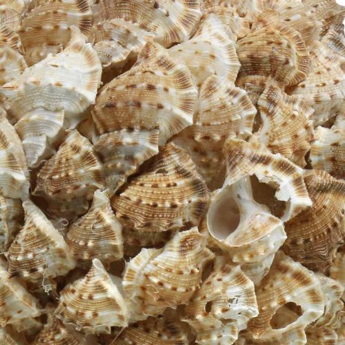 Boule décoration coquille escargots de mer Décoration maritime à suspendre Ø18cm
