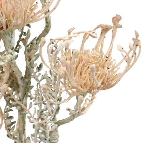Article Fleurs Artificielles, Fleur en Coussinet, Leucospermum, Proteaceae Blanc Lavé L58cm 3pcs