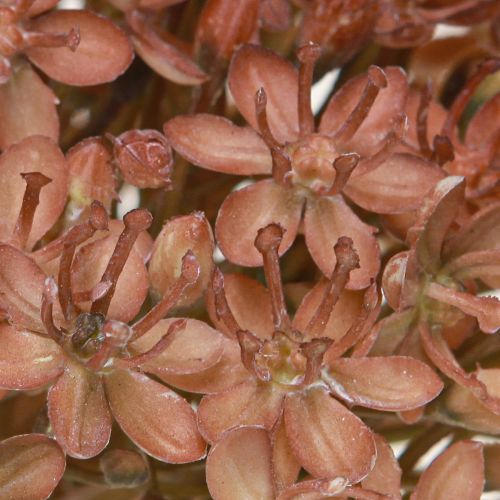 Article Branche artificielle décoration d'automne branche de fleur marron rouge 45cm 2 pièces