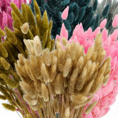 Article Herbe de queue de lièvre séchée Lagurus colorée 65-70 cm 100 g
