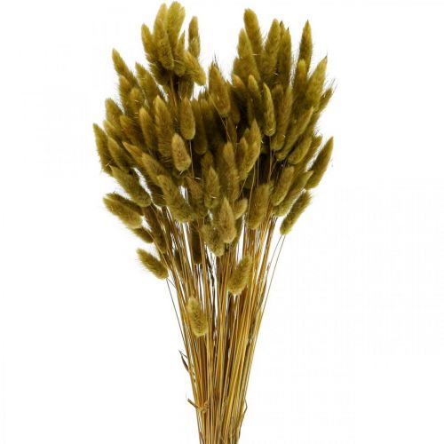 Floristik24 Lagurus Queue de Lapin Séchée Herbe Olive 65-70cm 100g
