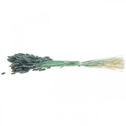 Floristik24 Lagurus Queue de Lapin Séchée Herbe Bleu Vert 65-70cm 100g
