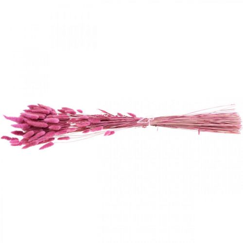 Floristik24 Lagurus Queue de Lapin Séchée Herbe Violet 65-70cm 100g