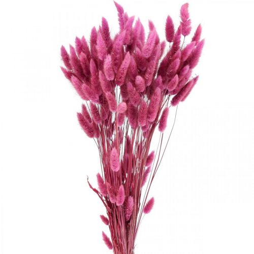 Floristik24 Lagurus Queue de Lapin Séchée Herbe Violet 65-70cm 100g