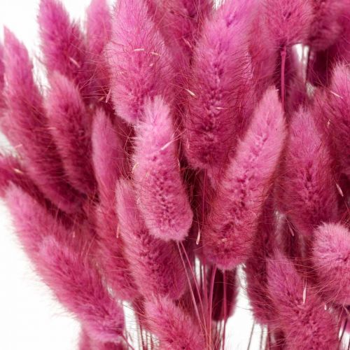 Floristik24 Lagurus Queue de Lapin Séchée Herbe Violet 65-70cm 100g