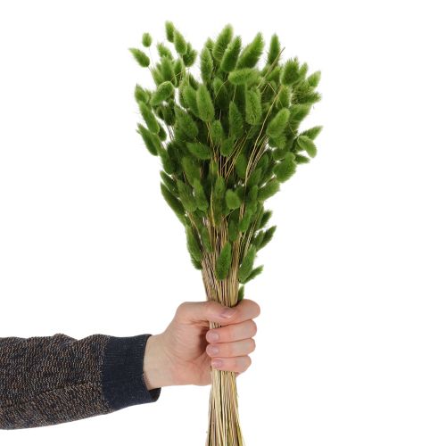 Article Lagurus séché (Queue de lièvre) 65-70 cm 100 g