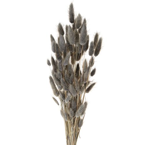 Floristik24 Lagurus Herbe de queue de lièvre séchée Gris 45-55cm 50g