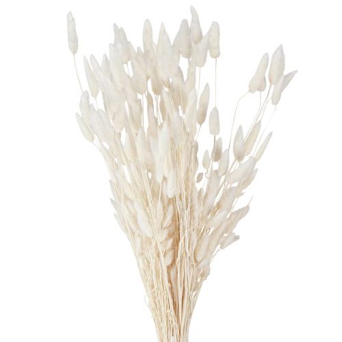 Article Fleurs séchées Lagure ovale Gros-minet Crème 55-70cm 100g