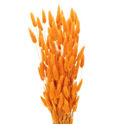 Lagurus séché 70 cm 100g en couleur orange