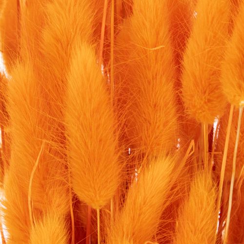 Lagurus séché 70 cm 100g en couleur orange | Floristik24.fr