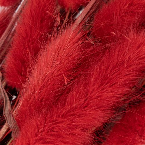 Lagurus séché bouquet fleurs séchées rouges 70 cm 100 g | Floristik24.fr