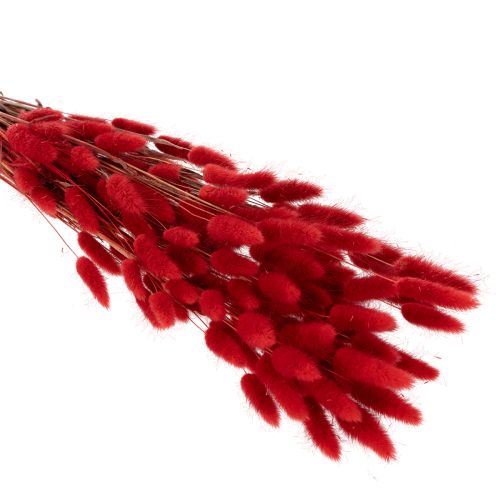 Lagurus séché bouquet fleurs séchées rouges 70 cm 100 g | Floristik24.fr
