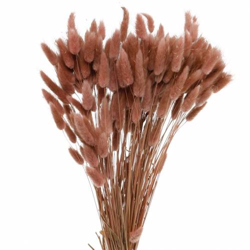 Fleuristerie sèche herbe de queue de lapin Lagurus brun rougeâtre 100g