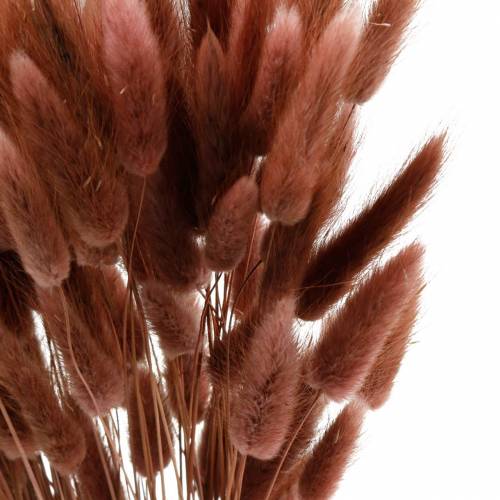 Article Fleuristerie sèche herbe de queue de lapin Lagurus brun rougeâtre 100g