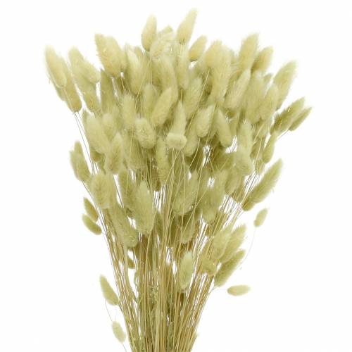 Floristik24 Velvet Grass Lagurus Vert Clair 100g Herbes Sèches