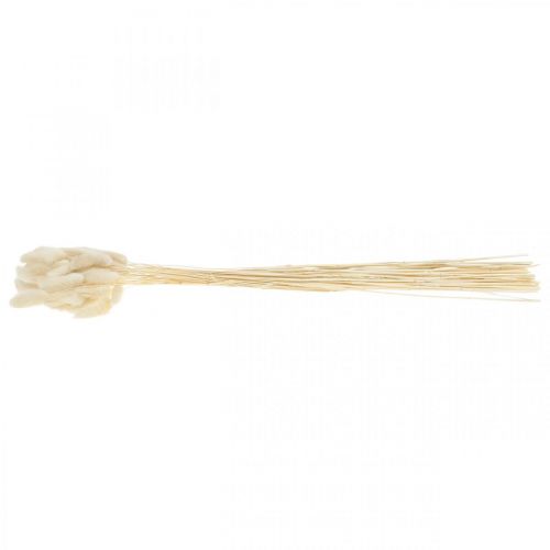 Floristik24 Lagurus herbe de queue de lièvre séchée blanchie 40-50cm 50 pcs