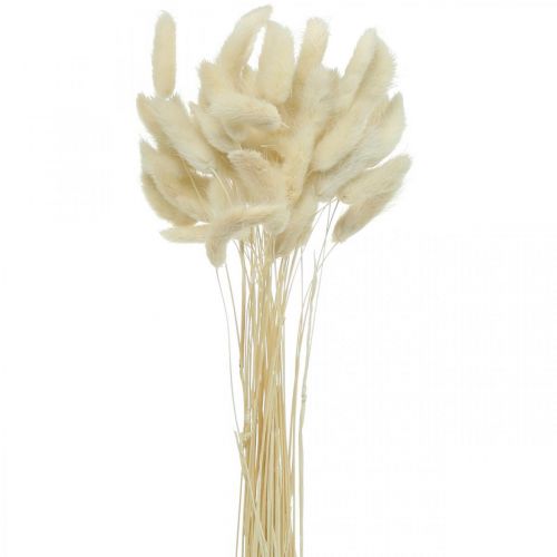 Floristik24 Lagurus herbe de queue de lièvre séchée blanchie 40-50cm 50 pcs