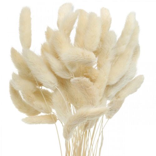 Article Lagurus herbe de queue de lapin séchée blanchie 40-50cm 50p