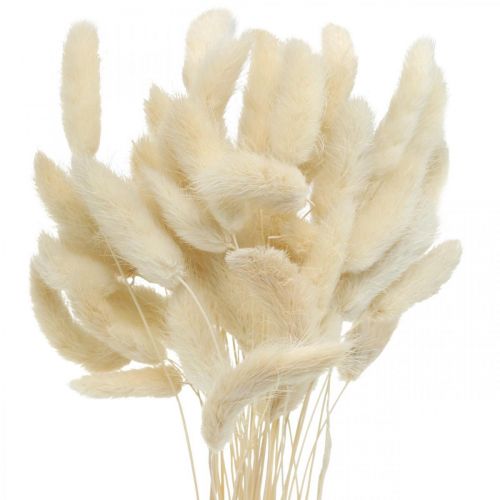 Floristik24 Lagurus herbe de queue de lièvre séchée blanchie 40-50cm 50 pcs