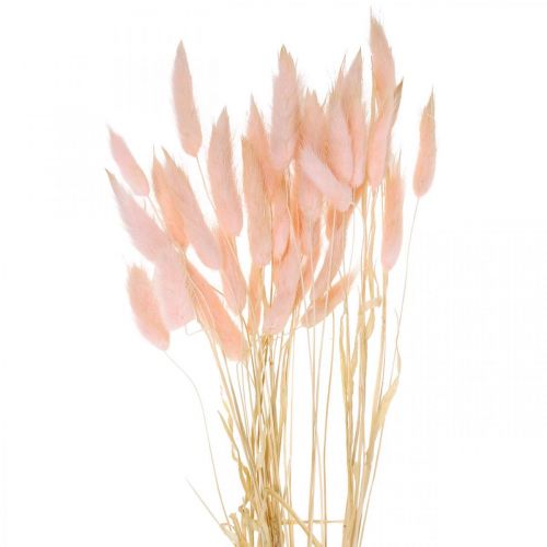 Floristik24 Herbe décorative rose, Lagurus, décoration naturelle, fleuriste sèche L45–50cm 30 pièces