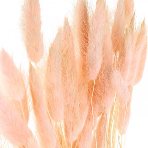 Floristik24 Herbe décorative rose, Lagurus, décoration naturelle, fleuriste sèche L45–50cm 30 pièces