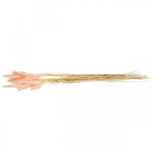 Floristik24 Herbe décorative rose, Lagurus, décoration naturelle, fleuriste sèche L45–50cm 30 pièces