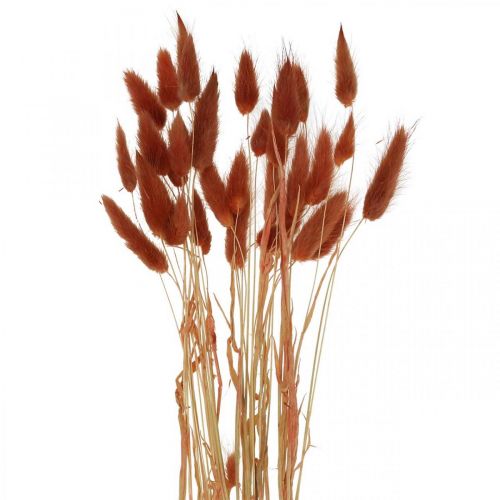 Floristik24 Herbe sèche rouge rouille, décoration naturelle, Lagurus, fleuristerie sèche L45–50cm 30 pièces