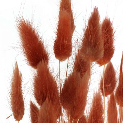 Article Herbe séchée rouge rouille, décoration naturelle, lagurus, fleuristerie sèche L45–50cm 30p