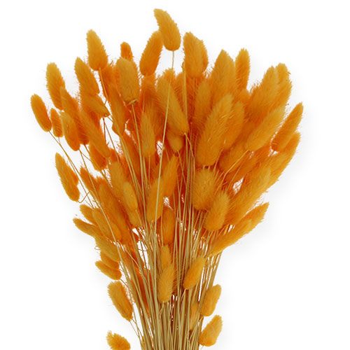Floristik24 Herbe décorative Orange Lagurus 100gr