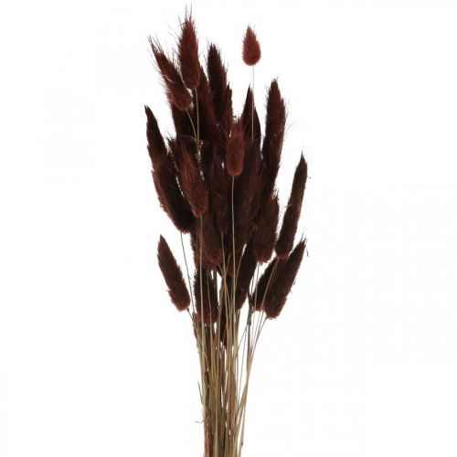 Floristik24 Fleuristerie sèche, herbe décorative, Lagurus Brown L35–50cm 25g