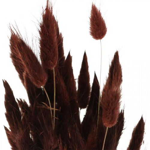 Article Fleuristerie sèche, herbe décorative, Lagurus Brown L35–50cm 25g