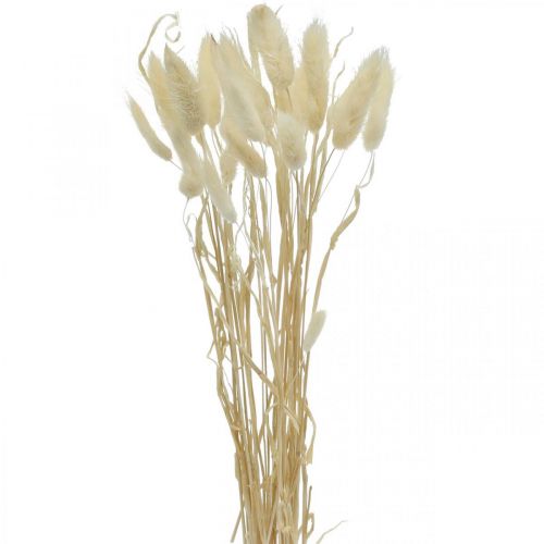 Floristik24 Décoration séchée Lagurus, herbe de velours, herbe à queue de lapin, décoration sèche blanchie L20-60cm 30 pièces