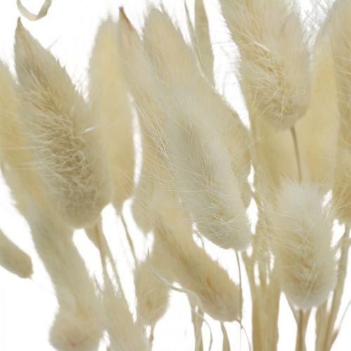 Floristik24 Décoration séchée Lagurus, herbe de velours, herbe à queue de lapin, décoration sèche blanchie L20-60cm 30 pièces