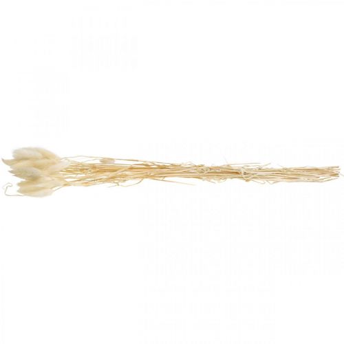 Floristik24 Décoration séchée Lagurus, herbe de velours, herbe à queue de lapin, décoration sèche blanchie L20-60cm 30 pièces