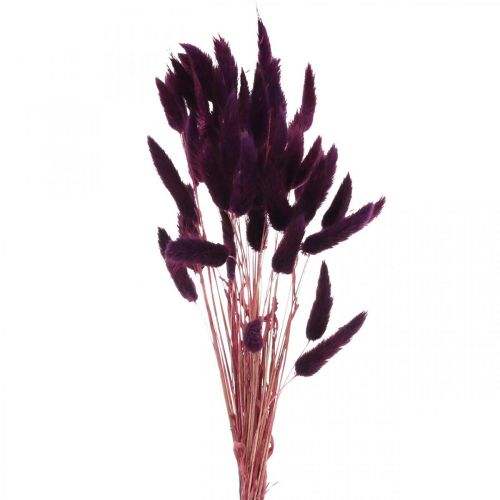 Article Herbe de Velours Violette, Herbe Queue de Lapin, Lagurus L18-50cm 25g