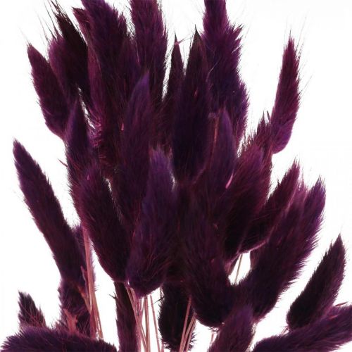 Article Herbe de Velours Violette, Herbe Queue de Lapin, Lagurus L18-50cm 25g