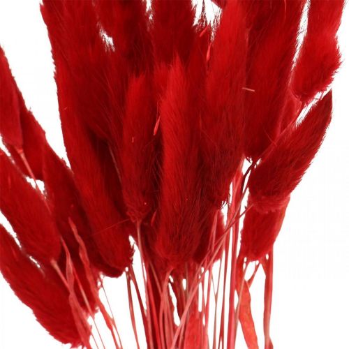 Article Herbe décorative rouge, lagurus, herbe de velours, fleuristerie sèche L30–50cm 20g